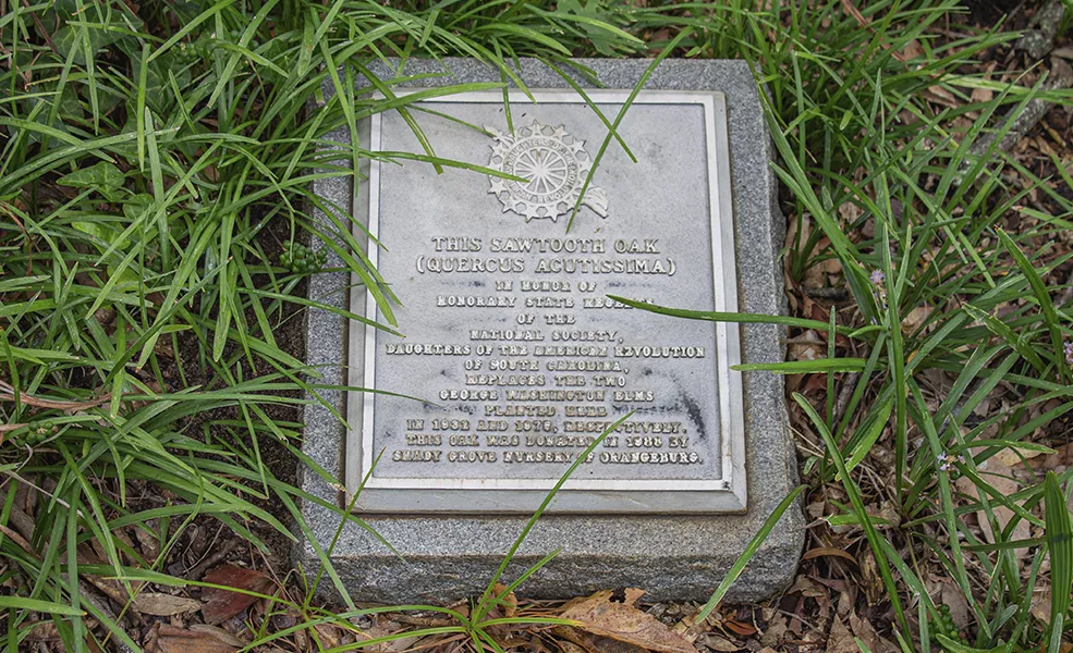 Plaque marking Sawtooth Oak and Cambridge Elms, 2019. Historic Columbia collection