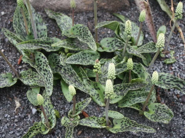 Drimiopsis maculata stolonifera