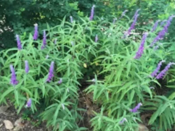 Salvia leucantha 'Purple on Purple' “Mexican Sage” 