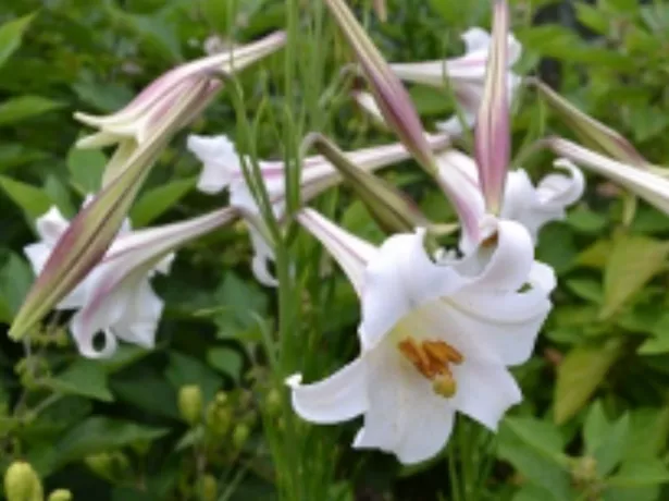 Lilium formosanum "Formosa Lily"