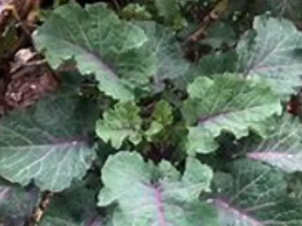 Brassica oleracea ‘Old Fashioned Purple’ Tree Collard 