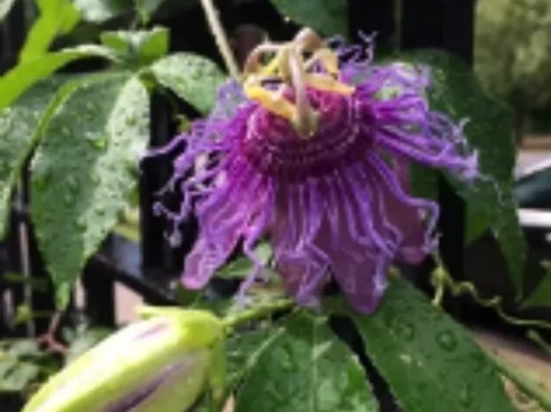 Passiflora × 'Incense' “Hyrid Passion Flower” 