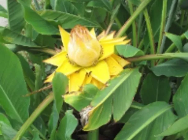 Musella lasiocarpa “Golden Lotus Banana” 