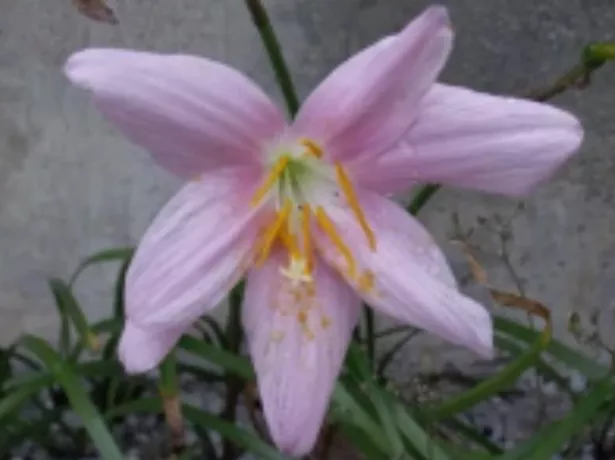 Habranthus robustus “Pink Rain Lily” 
